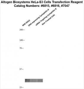 HeLaS3-cells-transfection-protocol