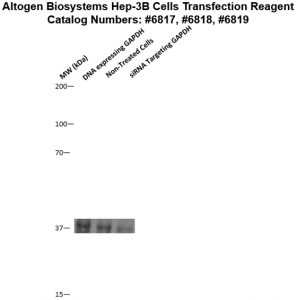 Hep3B-cells-transfection-protocol