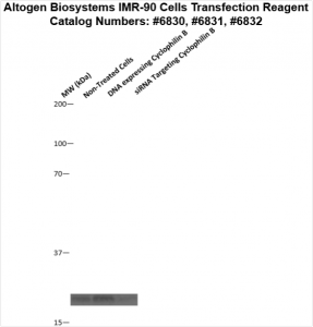 IMR90-cells-transfection-protocol