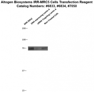 IRR-MRC5-cells-transfection-protocol