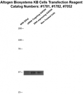 KB-cells-transfection-protocol