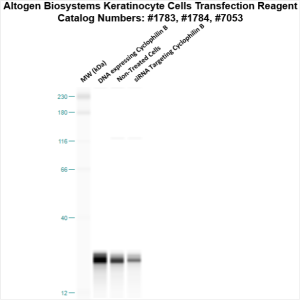 Keratinocyte-cells-transfection-protocol