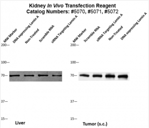 Kidney-Targeted-Transfection-Altogen-Catalog-5072-3