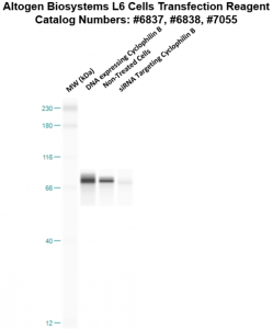 L6-cells-transfection-protocol