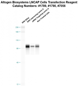 LNCAP-cells-transfection-protocol