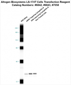 LS174T-cells-transfection-protocol