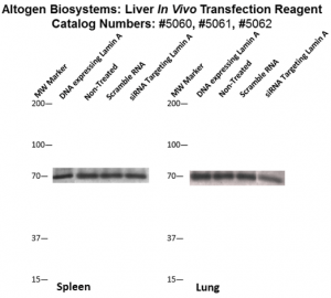 Liver-Targeted-Transfection-Altogen-Catalog-5062-3