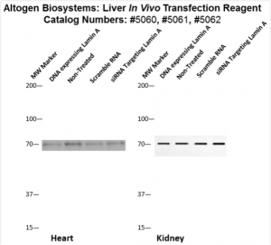 Liver-Targeted-Transfection-Altogen-Catalog-5062-4