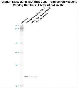 MDAMB-cells-transfection-protocol