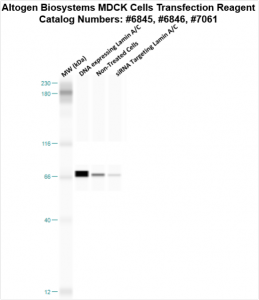 MDCK-cells-transfection-protocol