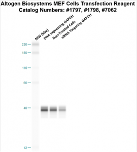 MEF-cells-transfection-protocol