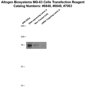 MG63-cells-transfection-protocol