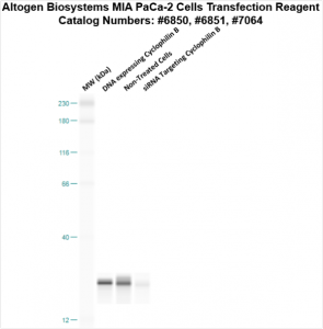 MIA-PaCa2-cells-transfection-protocol