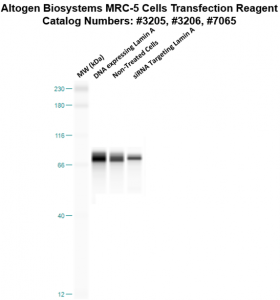 MRC5-cells-transfection-protocol