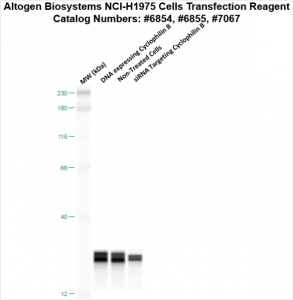 NCI-H1975-cells-transfection-protocol