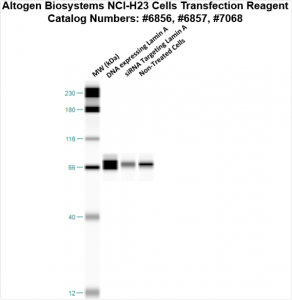 NCI-H23-cells-transfection-protocol