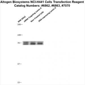 NCI-H441-cells-transfection-protocol