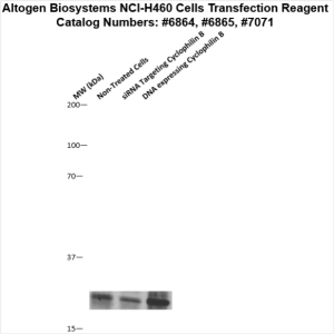 NCI-H460-cells-transfection-protocol