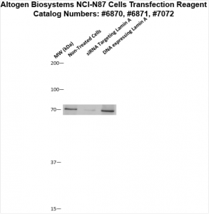 NCI-N87-cells-transfection-protocol