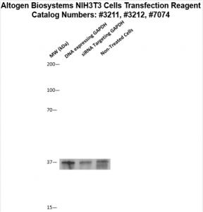 NIH3T3-cells-transfection-protocol