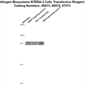 NTERA2-cells-transfection-protocol