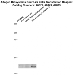 Neuro2a-cells-transfection-protocol