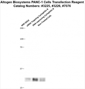 PANC1-cells-transfection-protocol