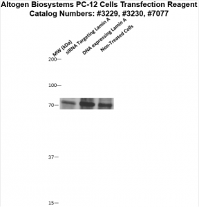 PC12-cells-transfection-protocol