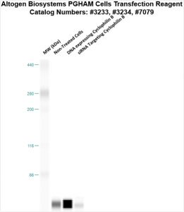 PGHAM-cells-transfection-protocol