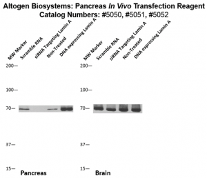 Pacreas-Targeted-Transfection-Altogen-Catalog-5052-1