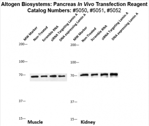 Pacreas-Targeted-Transfection-Altogen-Catalog-5052-2
