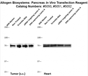 Pacreas-Targeted-Transfection-Altogen-Catalog-5052-3