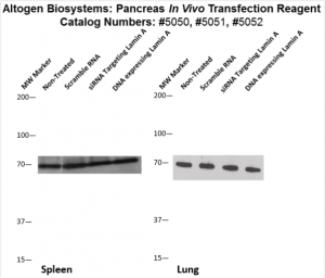 Pacreas-Targeted-Transfection-Altogen-Catalog-5052-4