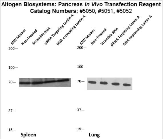 In Vivo Transfection and Targeted Delivery Kits | Transfection Reagents ...