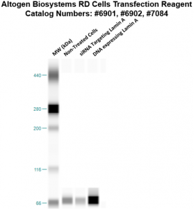 RD-cells-transfection-protocol