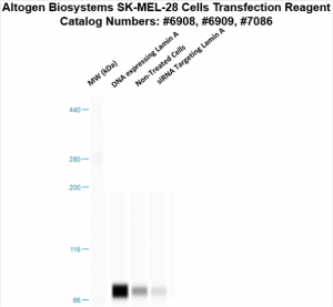 SKMEL28-cells-transfection-protocol