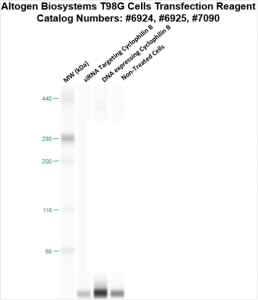 T98G-cells-transfection-protocol
