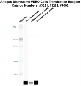 Vero Transfection Reagent Monkey Kidney Cells Invivo And Cell Line Transfection Reagents Altogen Biosystems