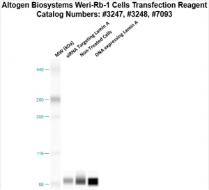 WeriRb1-cells-transfection-protocol