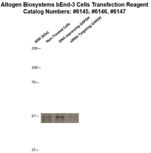 bend3-cells-transfection-protocol