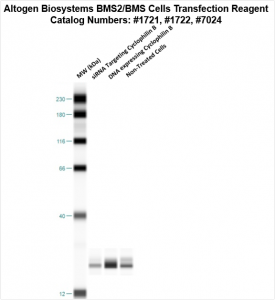 bms2-cells-transfection-protocol