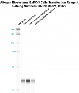 bxpc3-cells-transfection-protocol