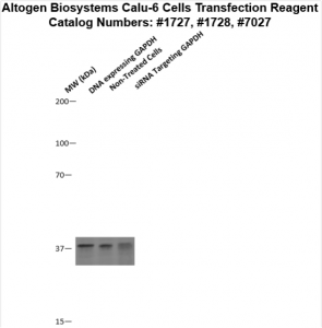 calu6-cells-transfection-protocol