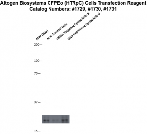 cfpeo-cells-transfection-protocol