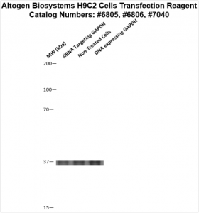 h9c2-cells-transfection-protocol