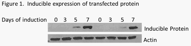 stable_cell_transfection