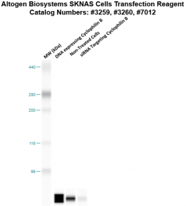 SKNAS-cells-transfection-protocol