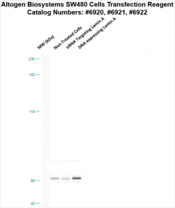 SW480-cells-transfection-protocol