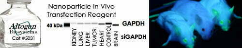 Nanoparticle In Vivo Transfection Reagent