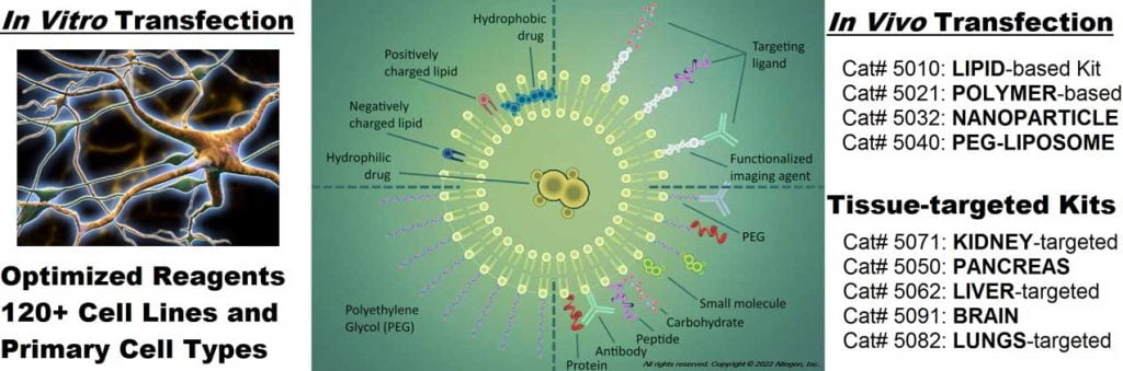 transfection graphic